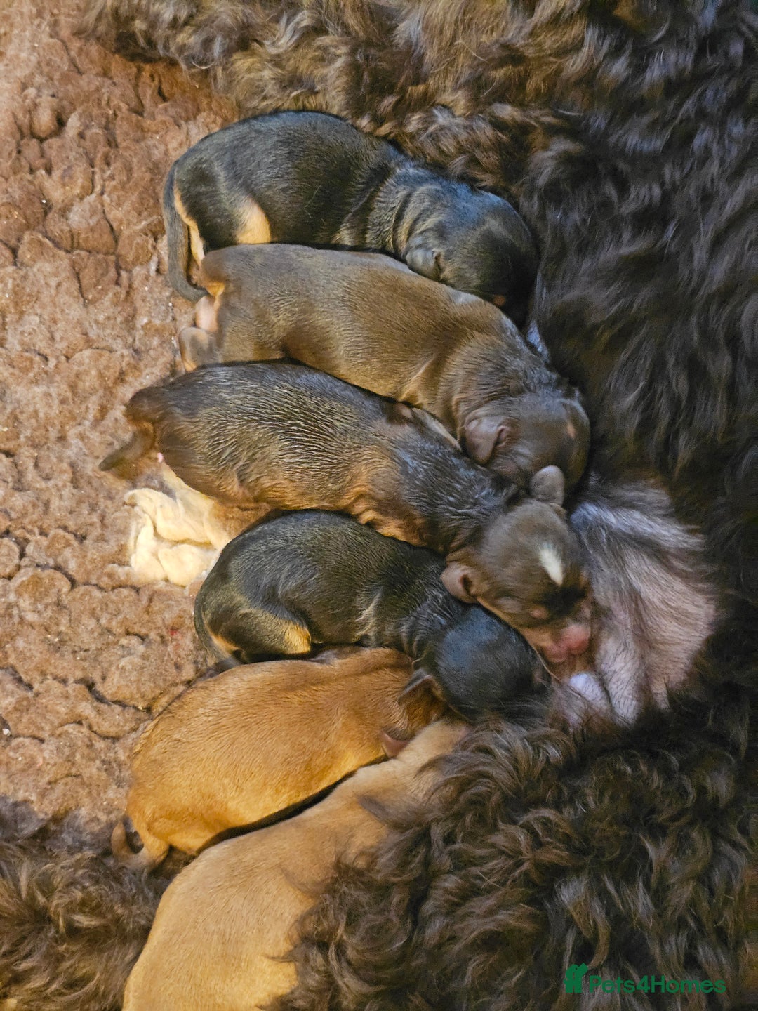 Cockapoo dogs for sale: F2 Cockapoo Puppies - Advert 16