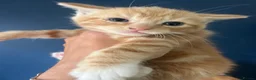 Mixed Breed cats for sale: Beautiful kittens - Advert 8