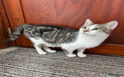 Mixed Breed cats for sale: Gorgeous female cat - Image 2
