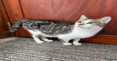 Mixed Breed cats - Advert 7