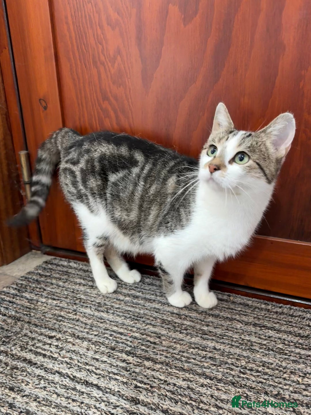 Mixed Breed cats for sale: Gorgeous female cat - Image 2