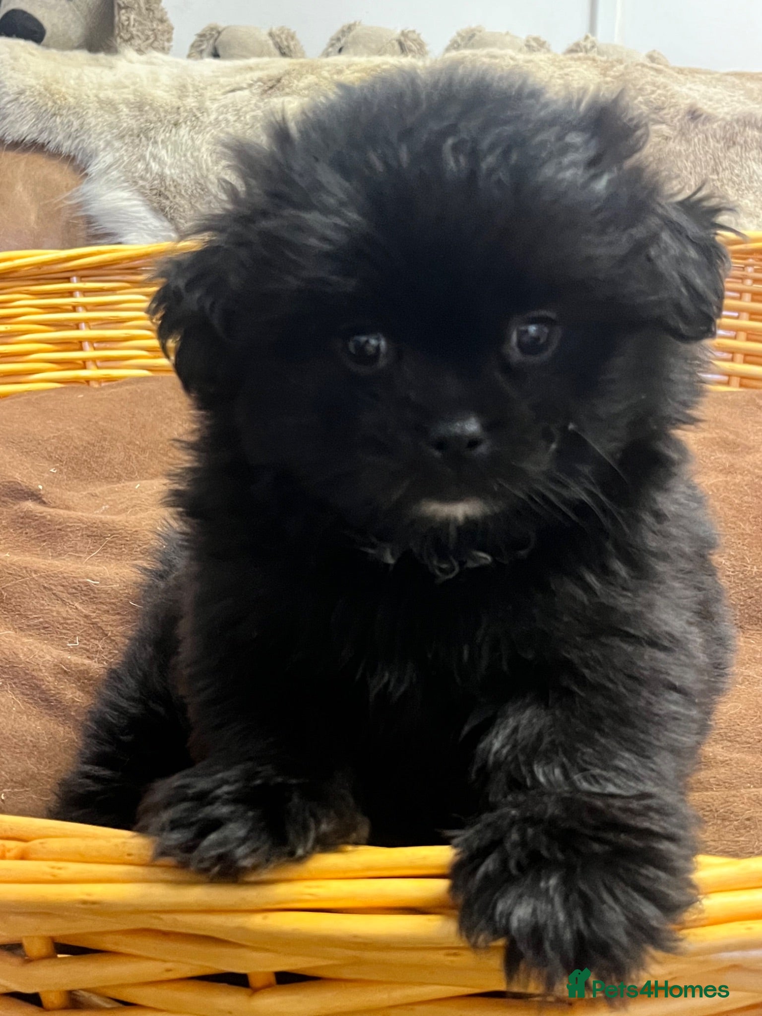 Mixed Breed dogs Gorgeous fluff ball  - Advert 2
