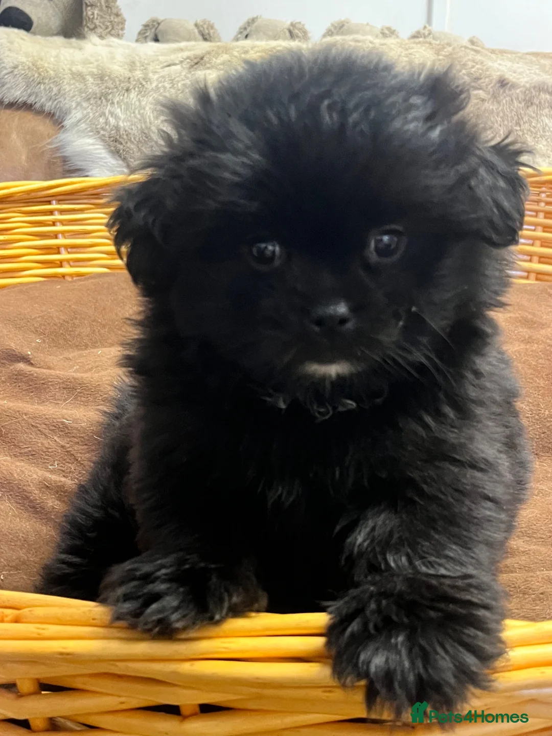 Mixed Breed dogs for sale: Gorgeous fluff ball  - Advert 1