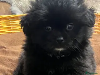 Mixed Breed dogs Gorgeous fluff ball - Advert 1