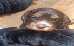 Cocker Spaniel dogs for sale: Stunning kc working cocker spaniels - Image 37