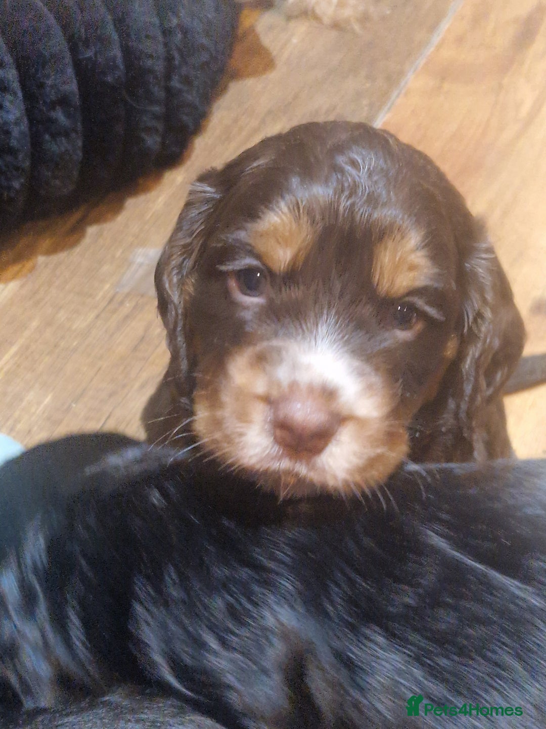 Cocker Spaniel dogs for sale: Stunning kc working cocker spaniels - Image 37