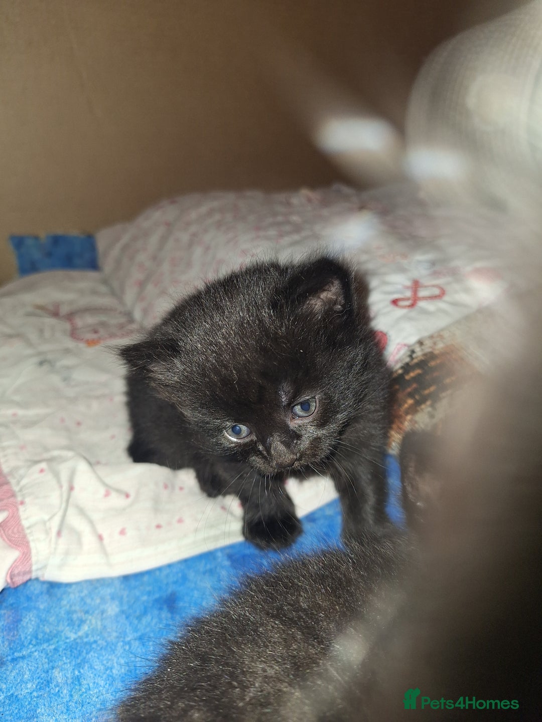 British Longhair cats for sale: Longhaired kittens in London - Image 4