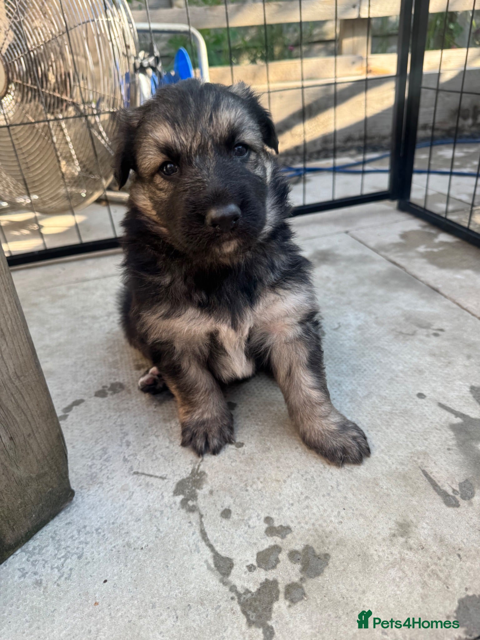 German Shepherd dogs Top Quality German Shephard Puppies - Advert 15