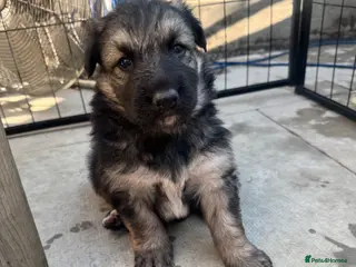 German Shepherd dogs Top Quality German Shephard Puppies - Advert 1