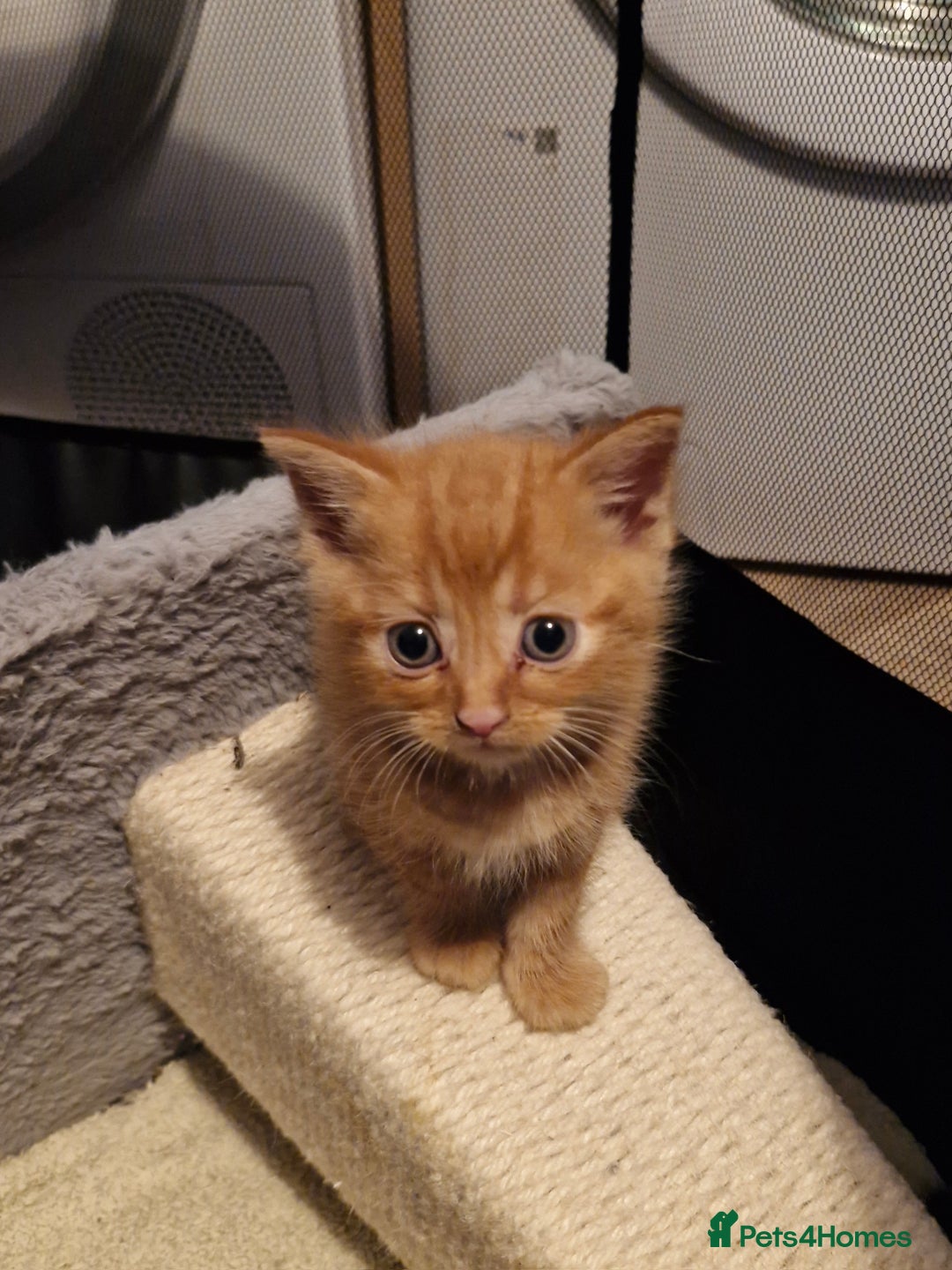 Mixed Breed cats for sale: 4 beautiful kittens  - Image 7