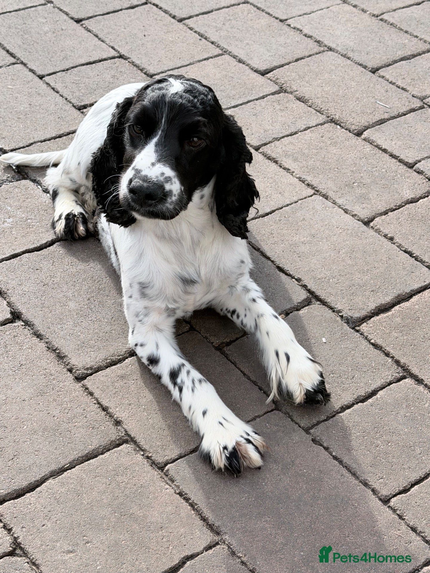 Cocker Spaniel dogs Kc reg cocker spaniel puppies - Advert 1