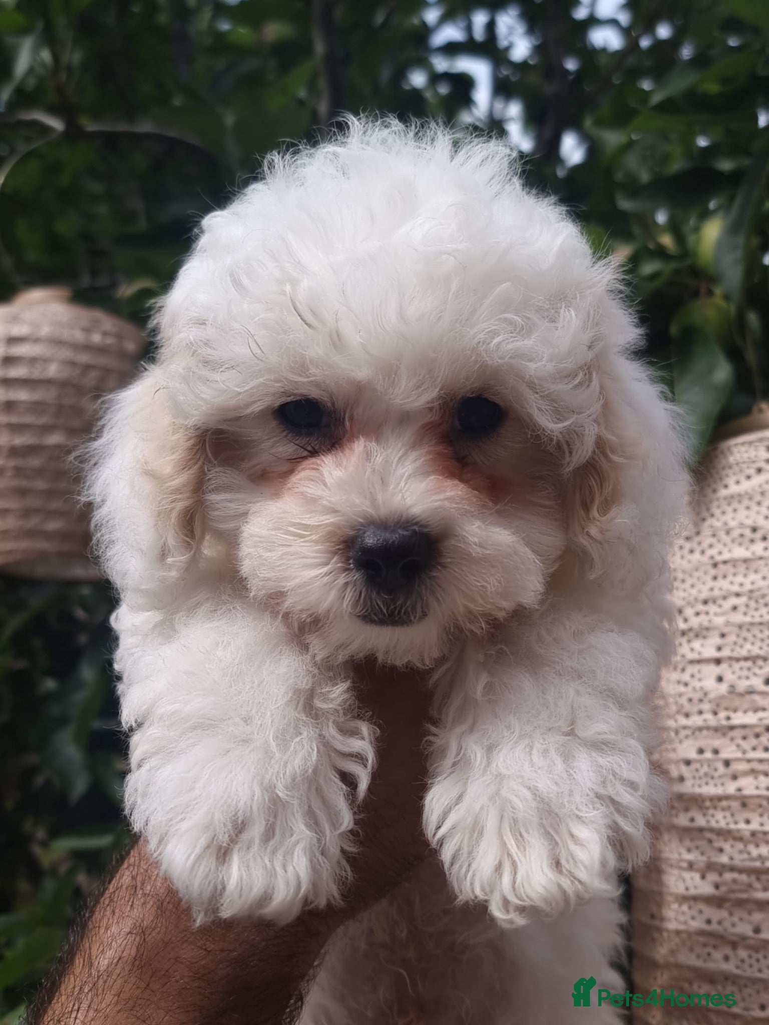 Shihpoo dogs ❤️ Stunning Shihpoo’s 🐶 ❤️ - Advert 13