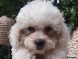 Shihpoo dogs ❤️ Stunning Shihpoo’s 🐶 ❤️ - Advert 10