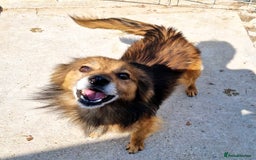 Mixed Breed dogs for adoption: 🐾 Brownie – a little soul longing for love ❤️ - Advert 1