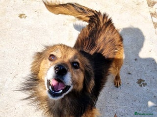 Mixed Breed dogs 🐾 Brownie – a little soul longing for love ❤️ - Advert 3