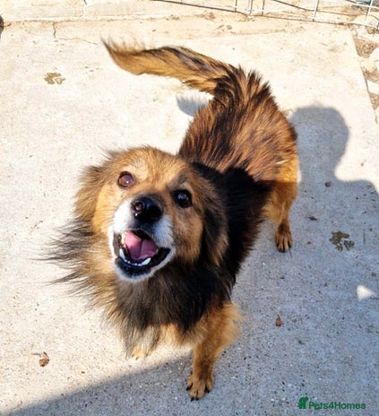 Mixed Breed dogs 🐾 Brownie – a little soul longing for love ❤️ - Advert 3