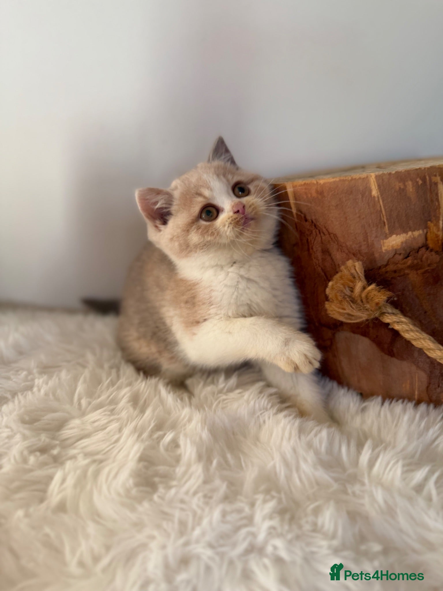 British Shorthair cats Full Pedigree/Registered BSH from £995 - Advert 1