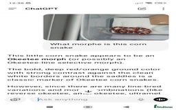 Corn Snake reptiles for sale: Corn snake  - Image 1