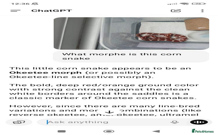 Corn Snake reptiles - Advert 3