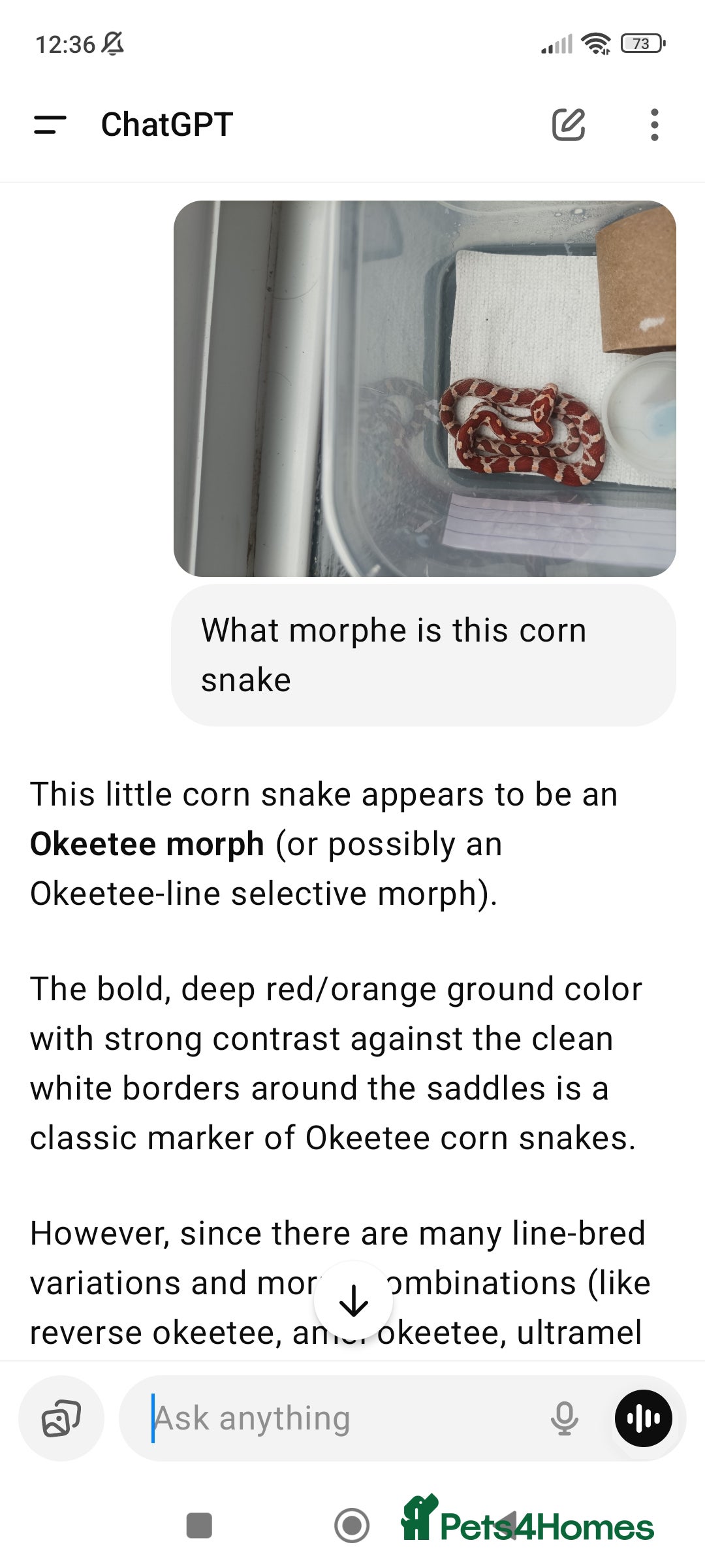 Corn Snake reptiles for sale: Corn snake  - Image 1