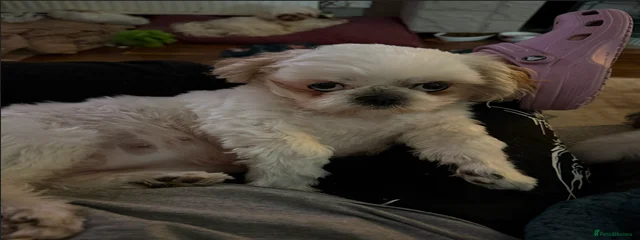 Mikie