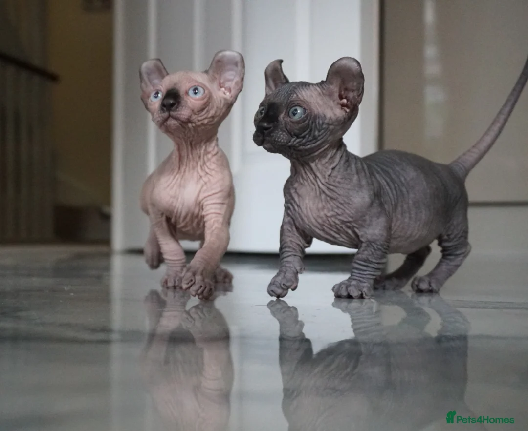 Sphynx cats for stud: Black tabby Sphynx Elf for STUD in Oldham - Advert 25