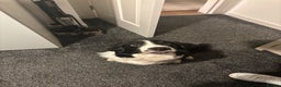 Border Collie dogs for sale: Sophie - The gorgeous Border Collie - Advert 4