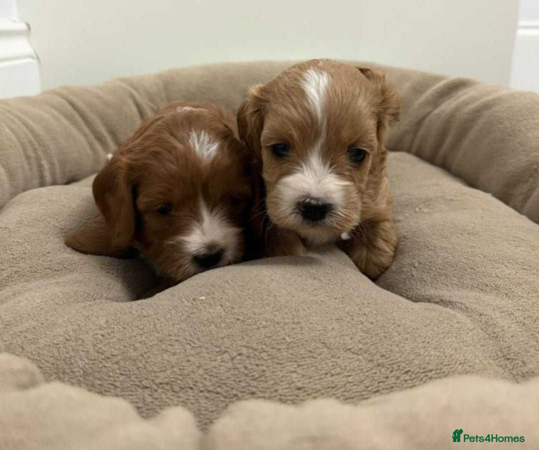 Cavapoo dogs for sale: ✨ Toy/Mini Cavapoo Puppies – Family Home Reared ✨ - Advert 3