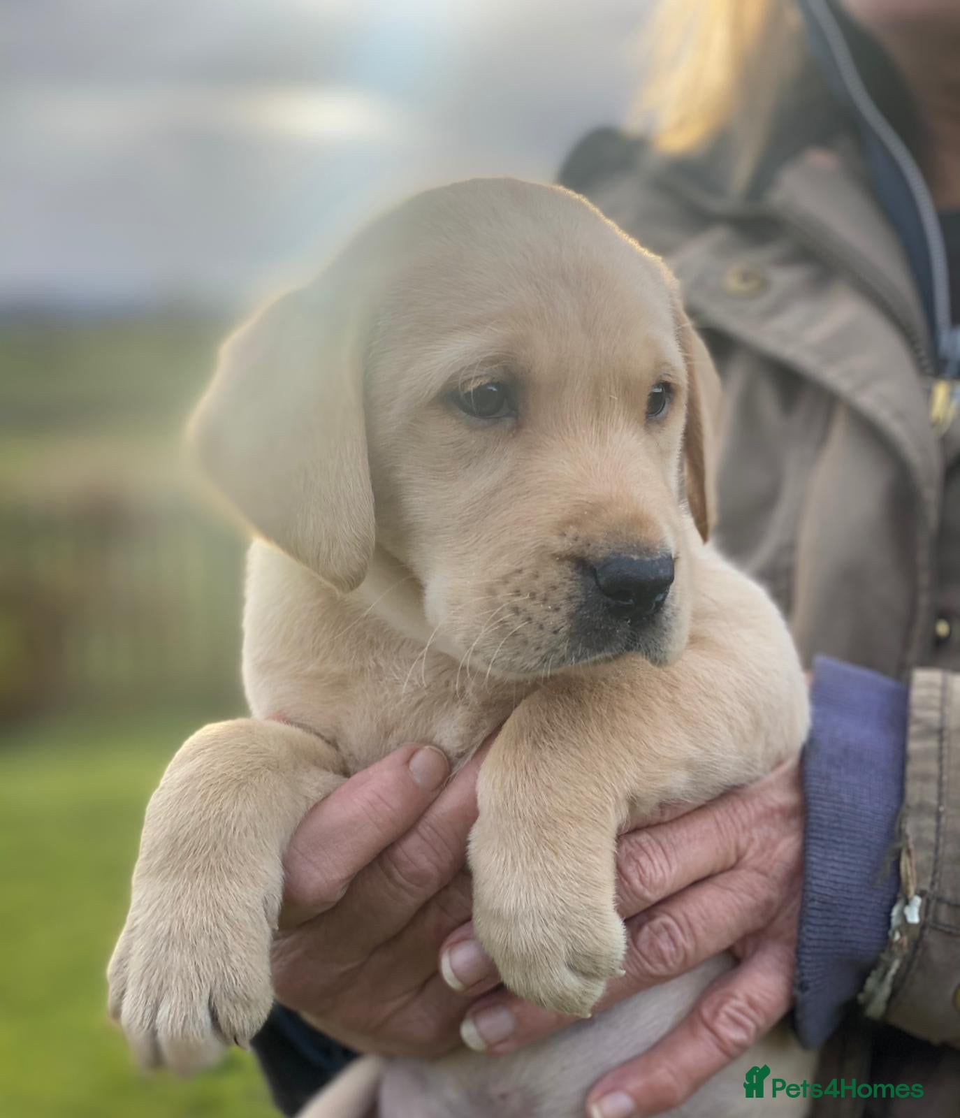 Labrador Retriever dogs Beautiful KC Lab Pups - Advert 2