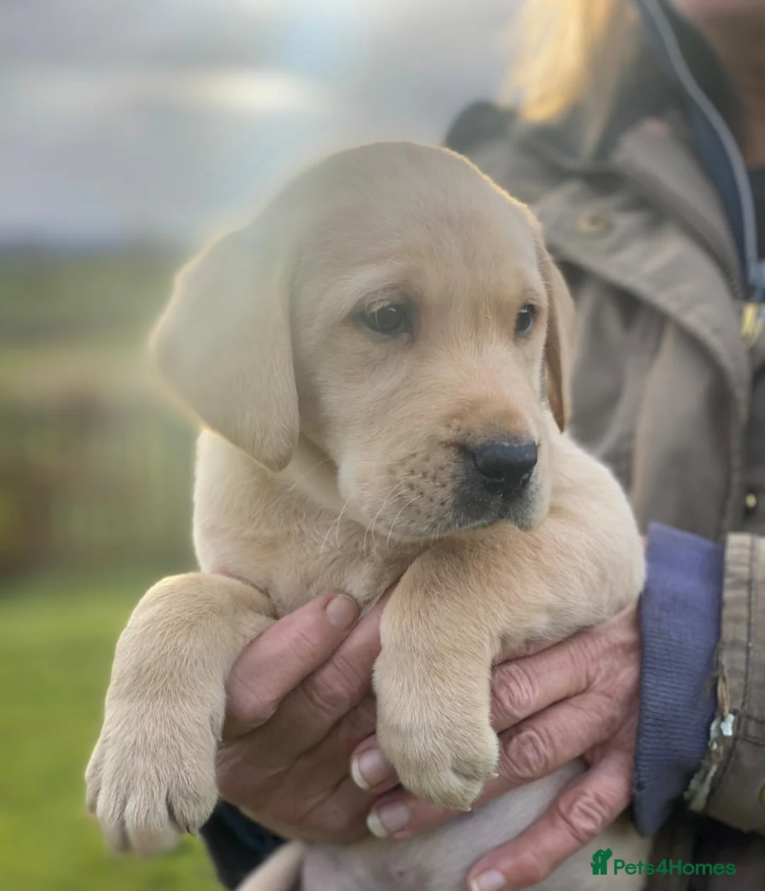 Labrador Retriever dogs for sale: Beautiful KC Lab Pups - Advert 1
