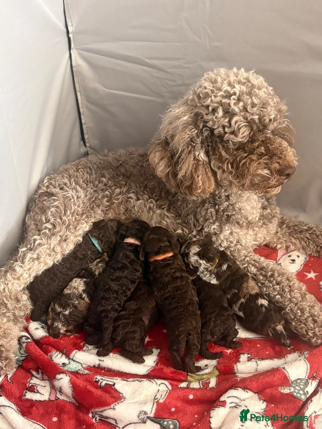 Cockapoo dogs for sale: Cockapoo puppies  - Advert 1