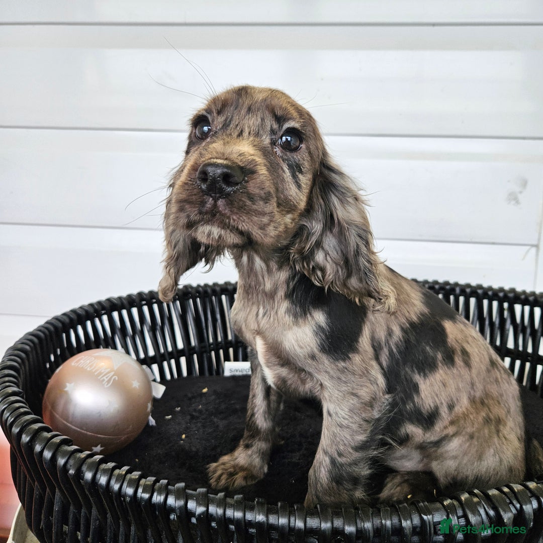 Cocker Spaniel dogs for sale: Working type rare marking cocker spaniels - Advert 3