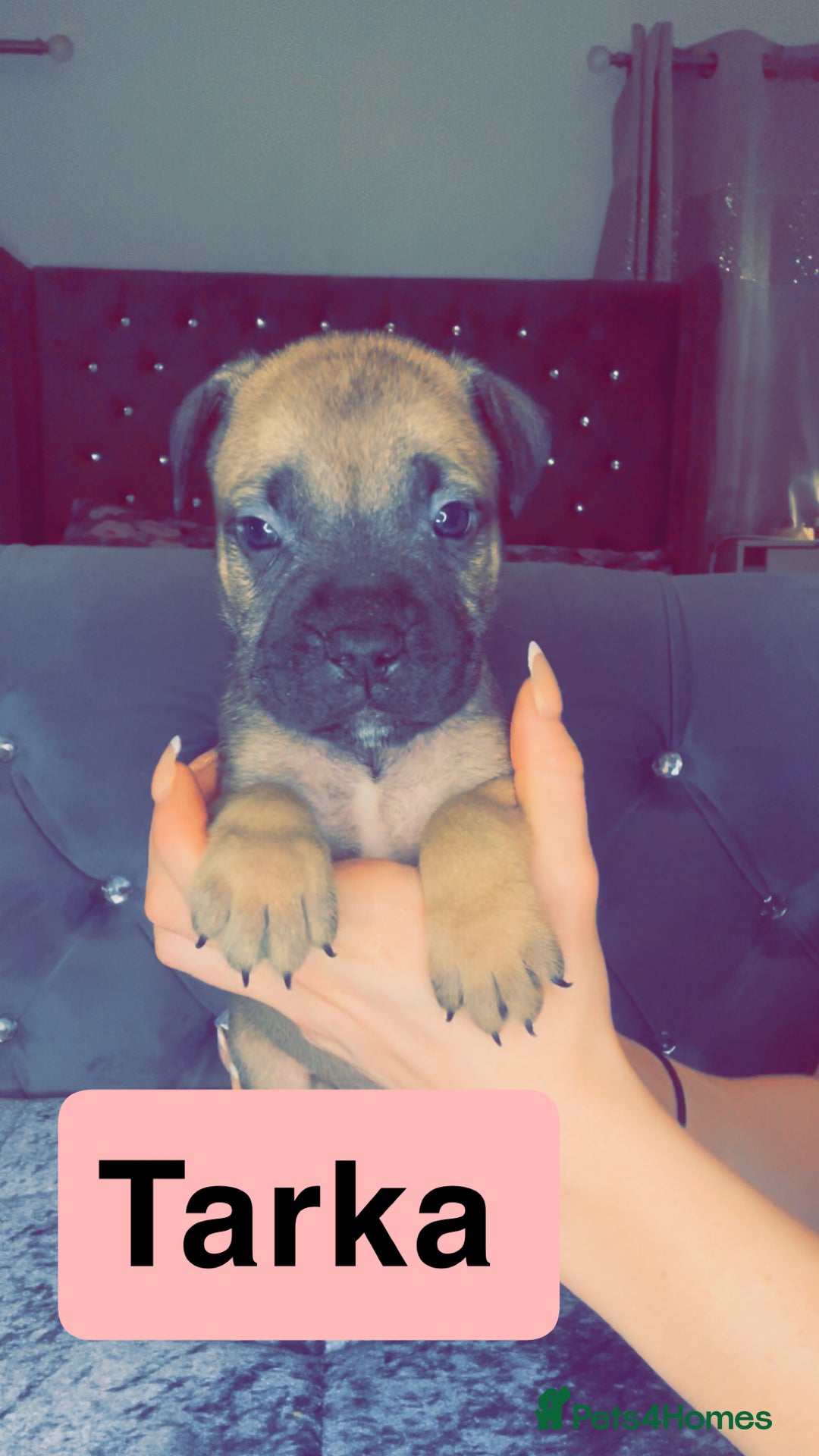 Mixed Breed dogs for sale: Mastiff puppies - Advert 24