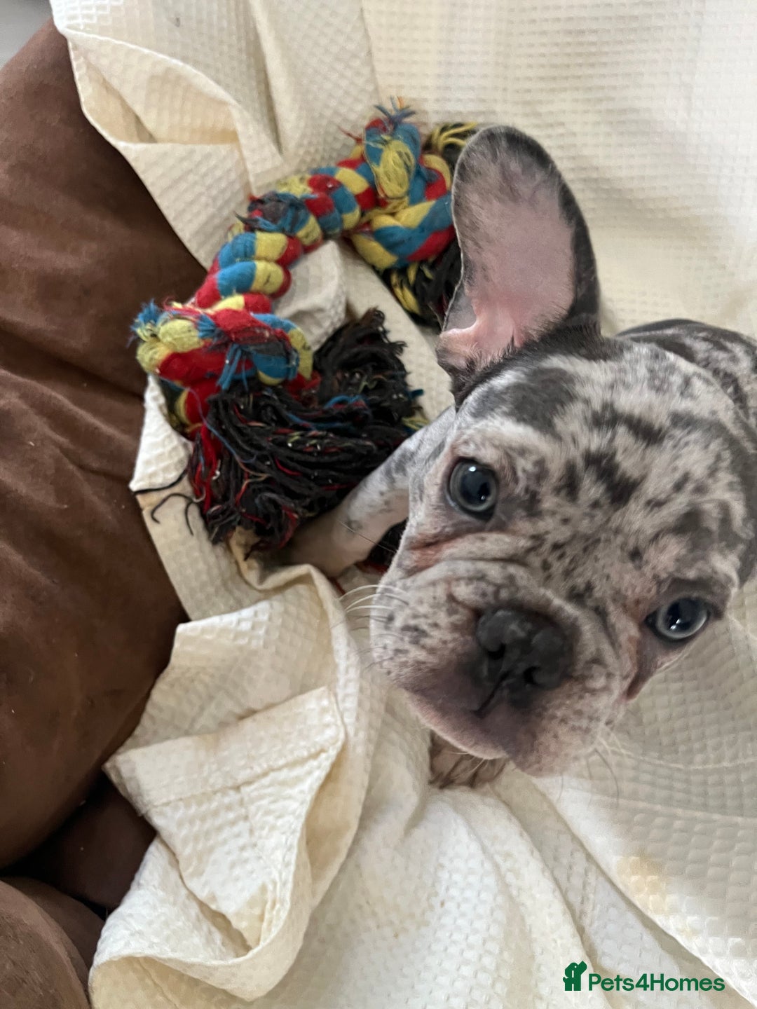 French Bulldog dogs for sale: 🚨🚨adorable French bulldog pups for sale 🚨🚨 - Image 1