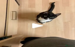 Domestic Shorthair cats for sale: Male Cat for sale - Image 6