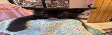 Domestic Shorthair 3