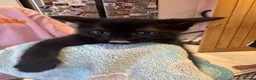 Domestic Shorthair cats for sale: 3 lovely black kittens  - Advert 4