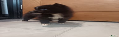 Pomsky Puppy 5