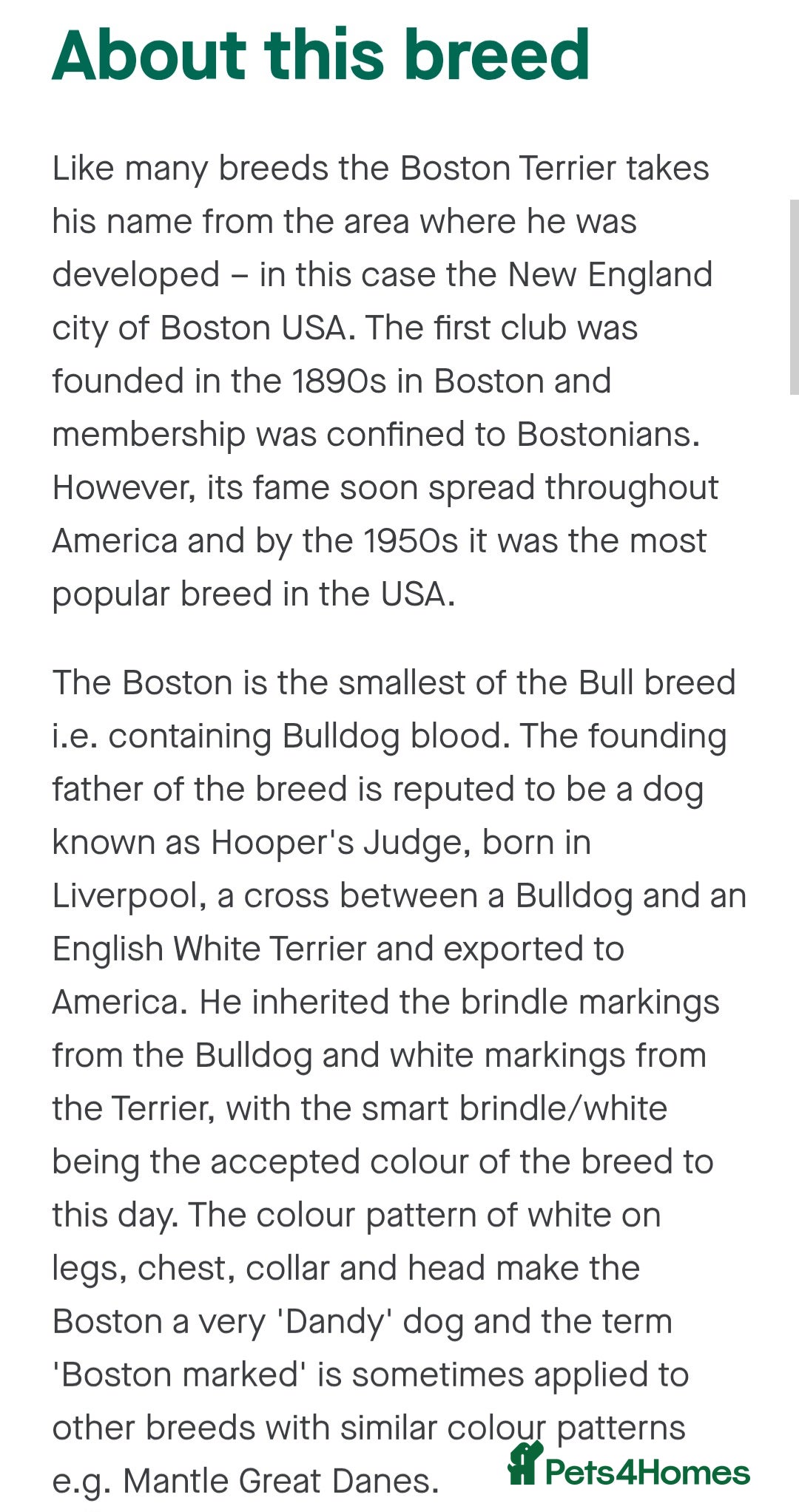 Boston Terrier dogs for sale:  KC Boston Terriers Blue eyed Lilac🩵 - Advert 6