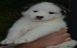 Mixed Breed dogs for sale: Siberian Husky cross Samoyed / Samusky - Image 12