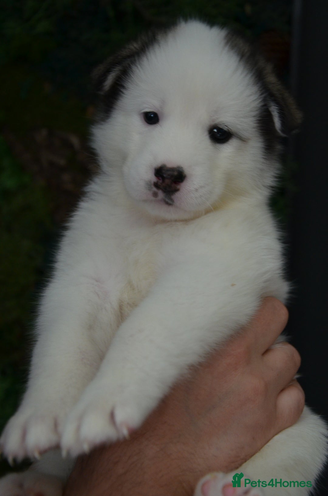 Mixed Breed dogs for sale: Siberian Husky cross Samoyed / Samusky - Image 12