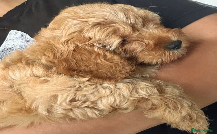Cockapoo dogs - Advert 15