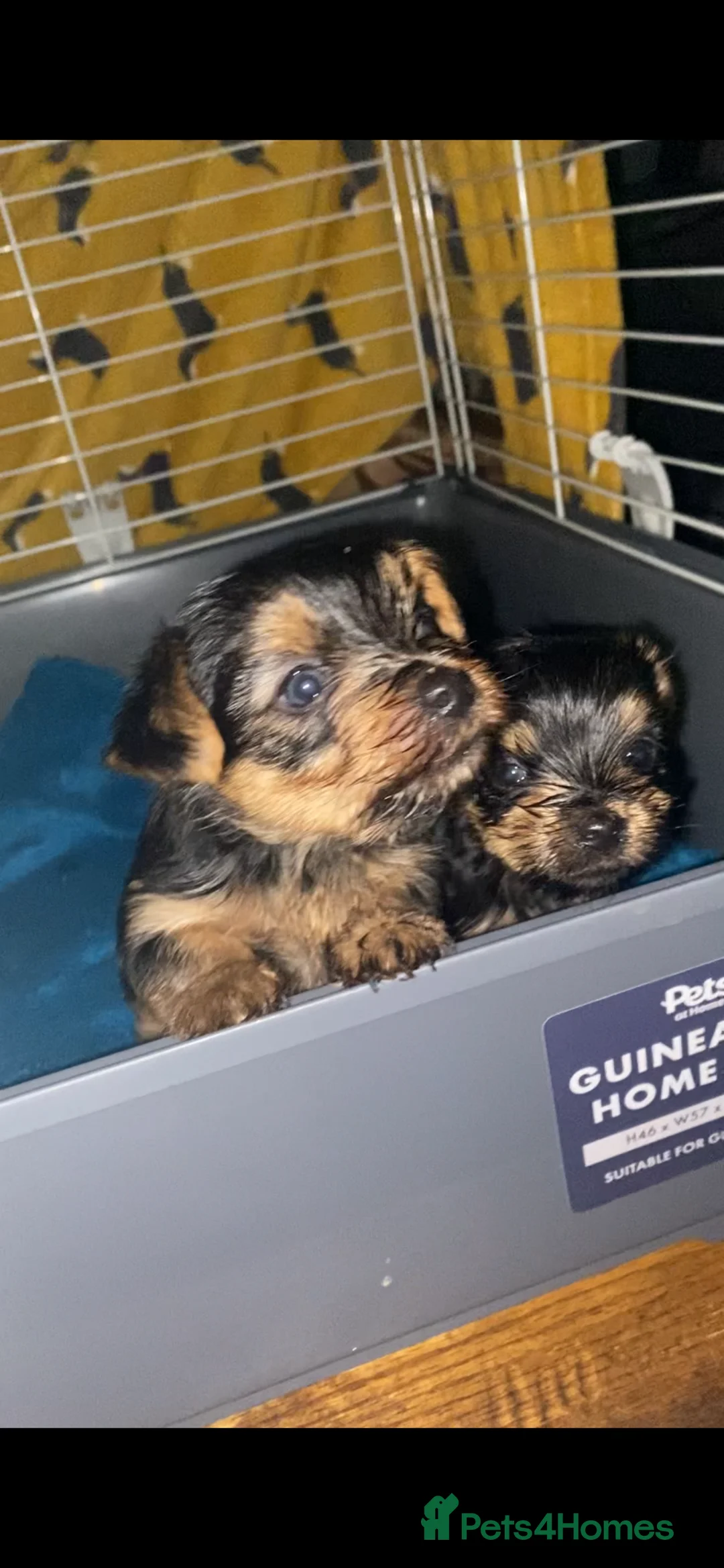 Yorkshire Terrier dogs for sale: 4 Stunning Miniature Yorkshire terriers for sale  - Advert 26