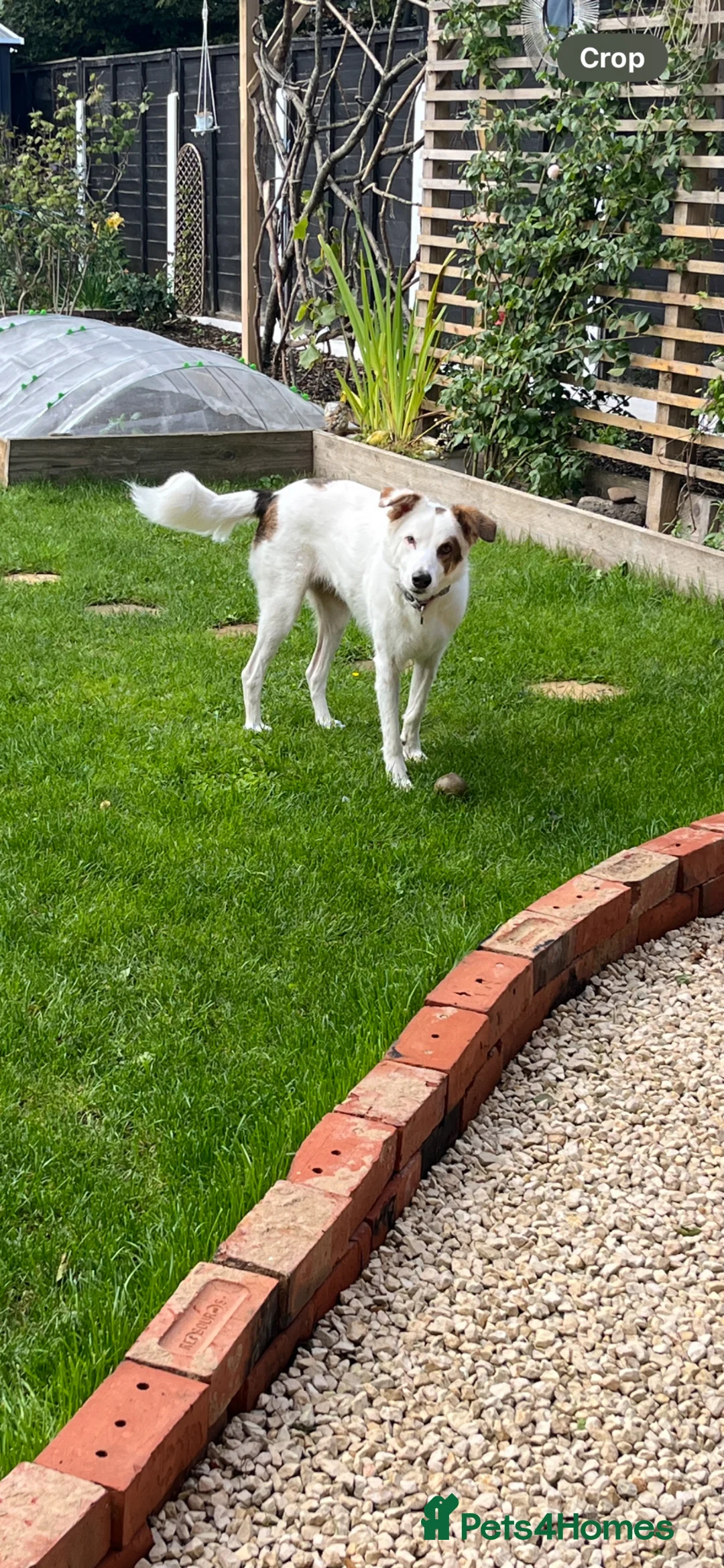 Mixed Breed dogs for sale: Ruby looking for a loving home  - Advert 2