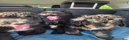Bernedoodle dogs for sale: Top Quality BERNEDOODLE Puppies  - Advert 6