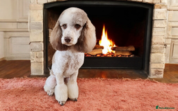 Goldendoodle dogs for stud: FULLY HEALTH TESTED! MOYEN POODLE STUD! in Kettering - Image 5