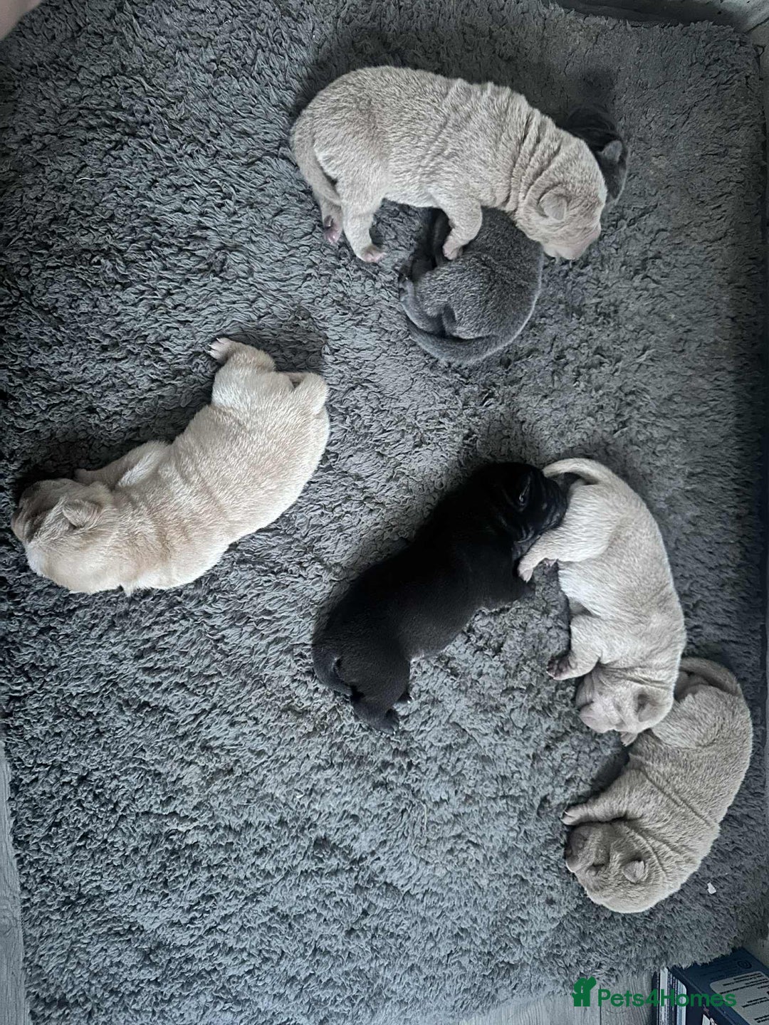 Shar Pei dogs for sale: Beautiful Shar Pei pups - Image 4