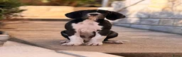 Great Dane dogs for sale: Great Danes puppies  - Advert 16