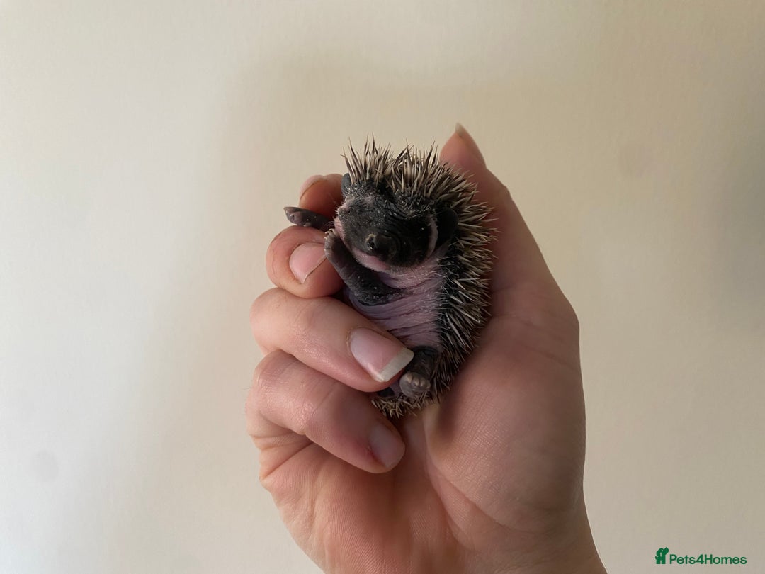 Pygmy Hedgehog rodents for sale: Stunning female hoglets for sale!  - Advert 25