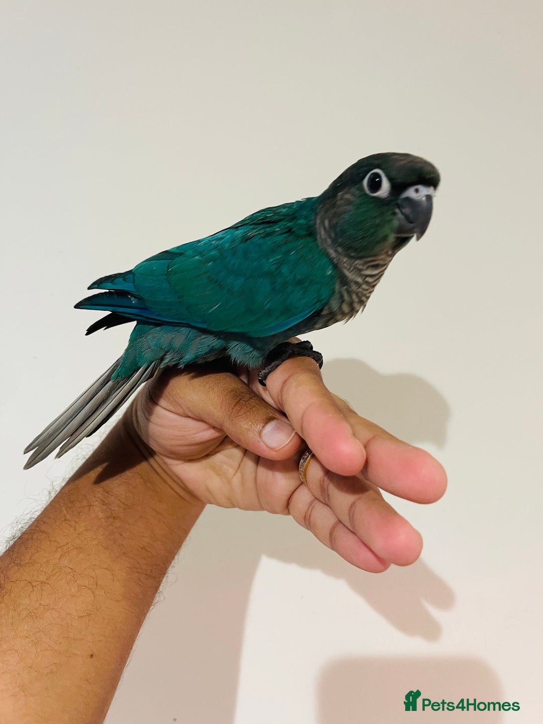 Mixed Breed birds for sale: Various birds for sale - Image 13